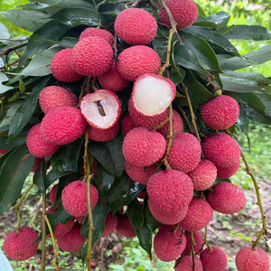 00优服567淘宝莆田正宗状元红荔枝干 新货核小肉厚 桂味糯米滋干