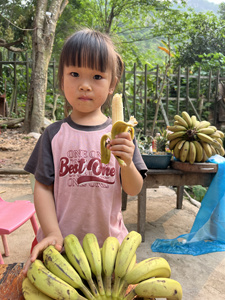 云南河口高山丑香蕉老品种树上熟