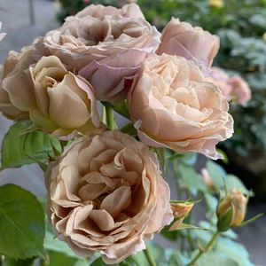 八神 神庵 伊织 月季 日本灌木切花月季 复古茶色多头月季