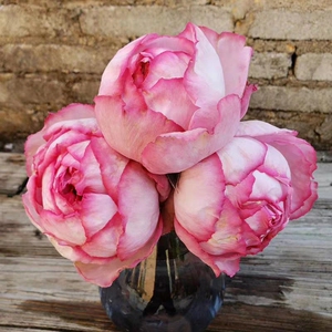 伊芙粉伯爵月季 大花浓香抗病月季