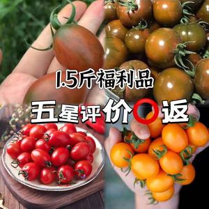 福利【嚎平全返】1.5斤新鲜小番茄圣女果铁皮柿子紫黄色铁皮红色