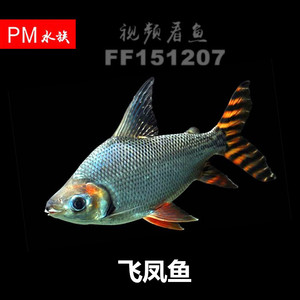 飞凤鱼活体中小型热带观赏鱼混养龙鱼缸中层清缸配鱼凤凰鱼清洁鱼