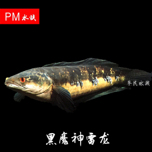 加里曼丹黑魔神雷龙鱼活体进口马来西亚黑魔神雷龙淡水鱼观赏鱼