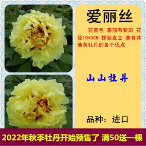 牡丹金色爱丽丝
