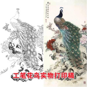 桐桐1688淘宝a637李晓明工笔画横幅四尺六尺牡丹孔雀白描底稿线描稿