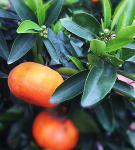 00  23 累计评论 0 交易成功 店铺:莽哥哥的柑橘小店 卖家:manggetc