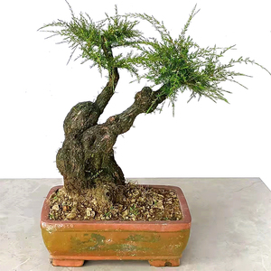 岗松香松盆景羊脷木盆栽四季常青耐寒绿植药用观赏南北种客厅阳台