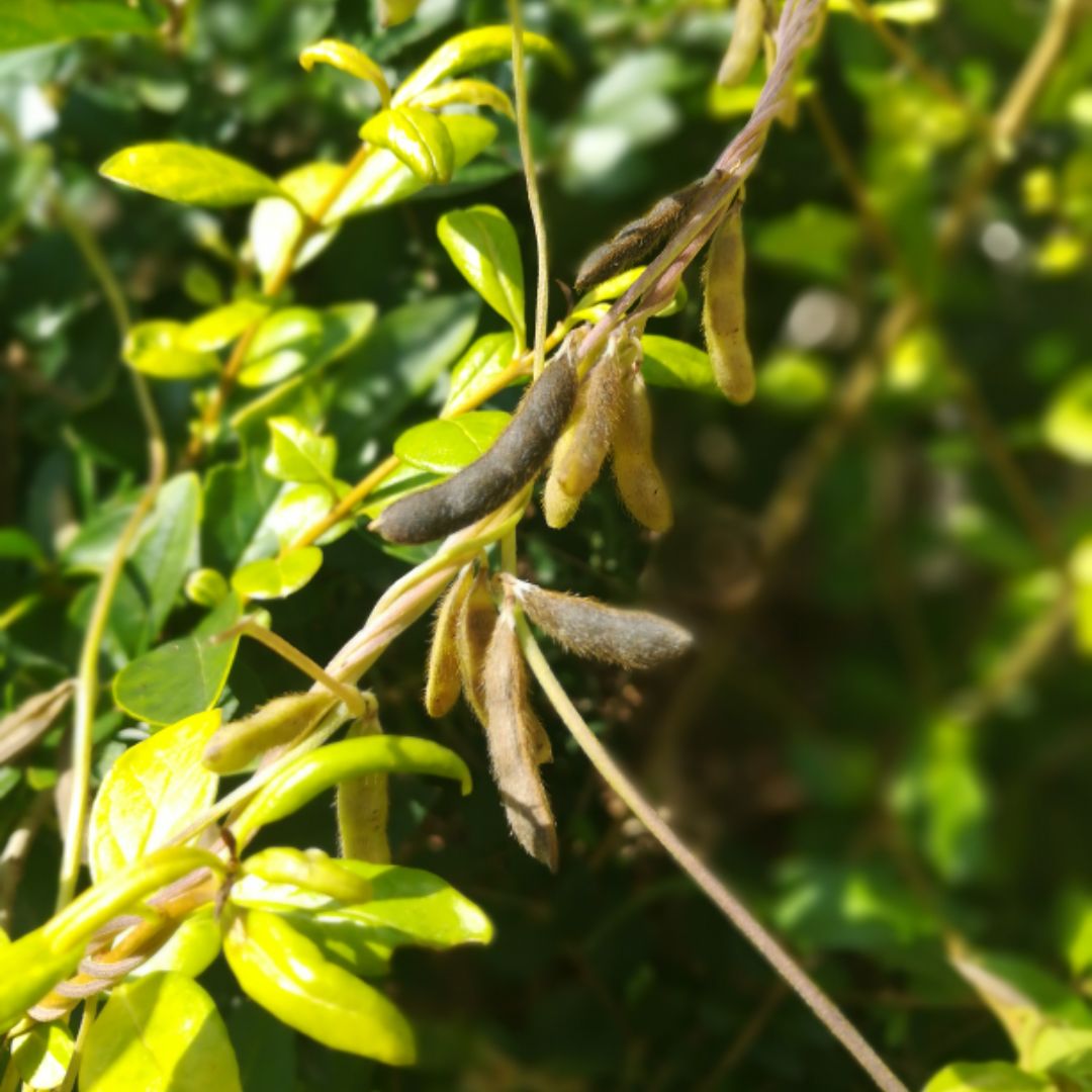 醋泡野生黑豆马料豆陈醋乌发野黑豆小黑豆上班族学生明目视力好