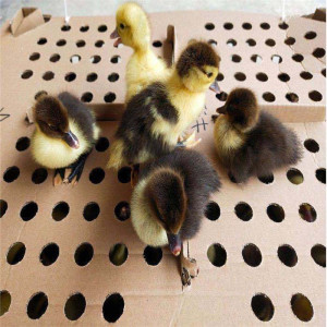 大种 黑番鸭苗 番鸭活苗 白番鸭苗小鸭苗活苗 麻鸭活体 金锭蛋鸭