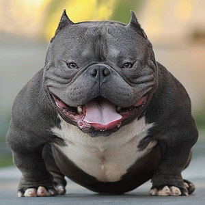 恶霸犬幼犬纯种活体微小口袋蛤蟆体美国恶霸狗犬舍短毛家庭宠物狗