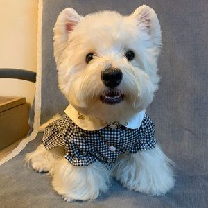 西高地白梗幼犬纯种活体赛级刚软毛西高地北京中小型家庭宠物狗狗