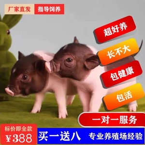 泰国小香猪公母一个价!送价值100元用品荷兰猪迷你活体宠物幼崽粉