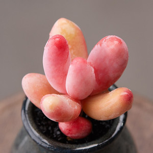 【红手指多肉植物】红手指多肉植物品牌,价格 - 阿里巴巴