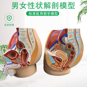 教学女盆腔模型女性泌尿生殖系统标本正中矢状切人体解剖教学模型