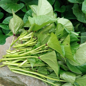 嫩红苕尖新鲜红薯尖重庆高山农家番薯叶地瓜嫩尖现摘食用蔬菜种苗