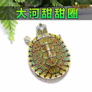 畅销外塘散养2020cb大河甜甜圈龟头苗塔巴斯哥红耳尼加拉瓜彩活体