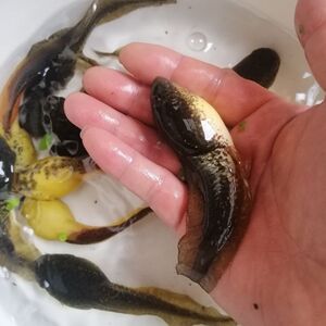 50白芷画卷淘宝蝌蚪活体儿童宠物青蛙小蝌蚪幼儿园苗牛蛙买送包活