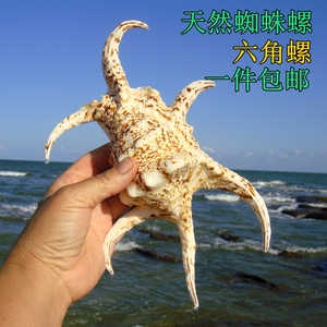 六角螺天然大海螺贝壳水字蜘蛛螺家居地台装饰品鱼缸水族造景礼物