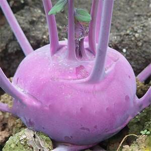 【水果丕兰】水果丕兰品牌,价格 - 阿里巴巴