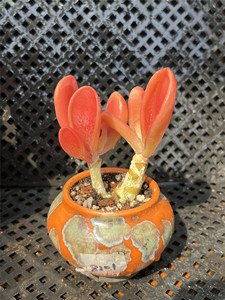 火狐狸多肉植物群生多头红色精控养木质大株老桩一物一拍