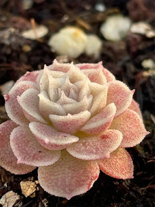 女王玫瑰潘多拉白女王杂交新品种长睫毛磨砂边多肉植物 一物一拍