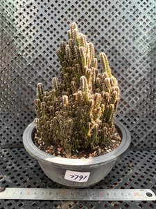 万重山多肉植物造型老桩盆栽超大棵室内好养吸甲醛防辐射一物一拍