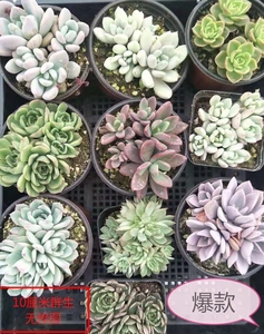 宠物及园艺 园林业 园林植物 仙人掌及多肉植物 黛比多肉老桩