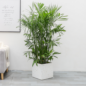 杭州绿森夏威夷椰子树盆栽散尾葵凤尾竹室内办公室吸甲醛大型绿植