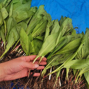 山葱山野菜寒葱茖葱熊葱根苗20颗