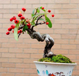 冬红果盆景