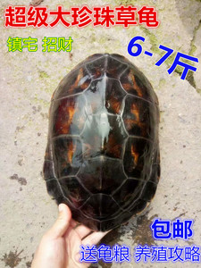 外塘家养饲养乌龟田园活体龟1-5斤小龟珍珠龟便携龟全品草龟花龟