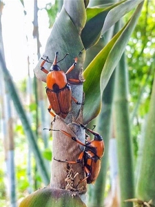 笋子虫鲜活竹象鼻虫野生竹笋卵活虫蛹昆标本宠物肉儿虫包邮竹象虫
