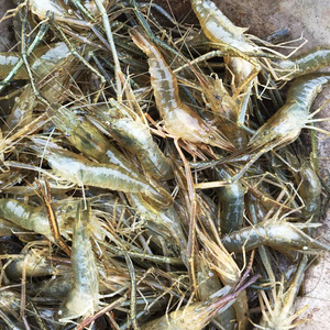 餐饮生鲜 水产海鲜 虾类 冷冻野生河虾