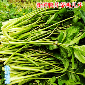 贵州新鲜蔬菜鸭脚板野菜 野芹菜三叶芹当季现摘嫩叶杆鸭儿芹 食用