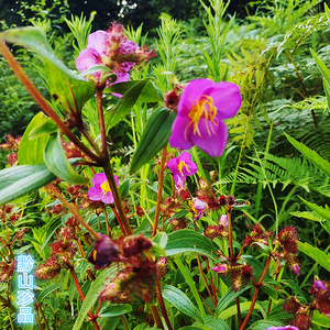 贵州草药朝天罐中药材紫金钟晒干全草向天葫芦新鲜现采罐子草500g