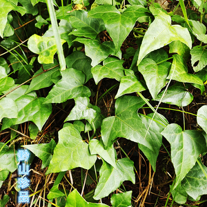 贵州草药常春藤 中药材三角枫 追风藤钻天风藤本植物新鲜现采500g