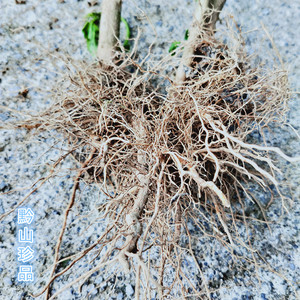 农家自种辣椒根中药材朝天椒根小米椒根500g辣椒秧根辣椒头包邮古