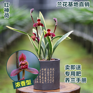 东方红荷兰花