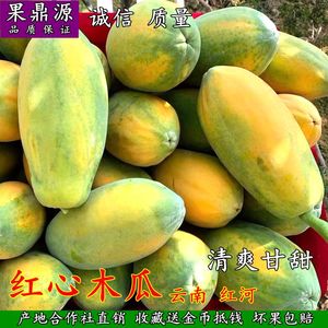 全年供应树上熟半熟微黄西双版纳红心木瓜5斤新鲜水果云南甜木瓜