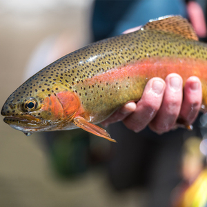 怀柔虹鳟金鳟鱼新鲜淡水现捞 现杀 净膛 冰鲜 产地直发1条3斤左右