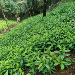 【黄花倒水莲苗】黄花倒水莲苗品牌,价格 - 阿里巴巴