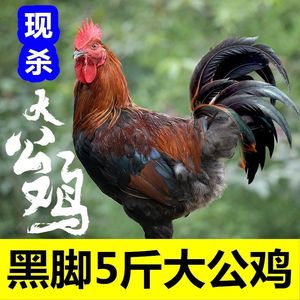 【山东黑脚大公鸡】正宗散养新鲜笨公鸡老公鸡土鸡走地鸡老母鸡肉