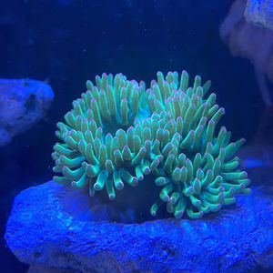 海洋宠物/海葵/绿色石葵/海水缸活物造景/活体荧光绿石葵/好养活