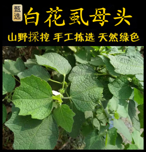 白花虱母头