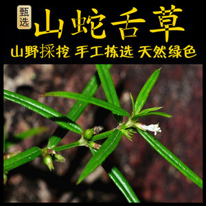 新鲜现采潮汕青草药山蛇舌草山尖乌骨白花蛇舌草四方枝百花蛇舌草