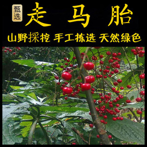 走马胎 新鲜现采潮汕青草药走马胎叶根 中药材大发药走马风山猪药