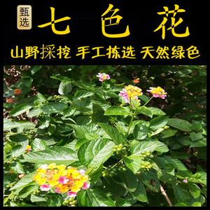 马缨丹新鲜现釆潮汕青草药马缨丹七色花七姐妹臭草五色梅五色花