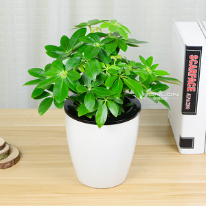 鸭掌木鸭脚木七叶莲绿植小盆栽水培花卉办公室内盆景吸甲醛防辐射