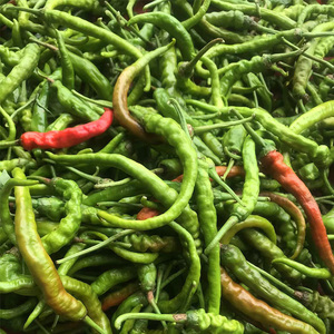 湖南辣椒
