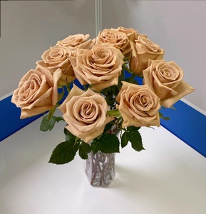 太妃糖超新品厄瓜多尔玫瑰花苗咖啡色盆栽